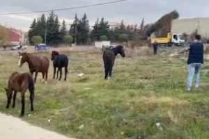 Tekirdağ’da başıboş atlar toplandı