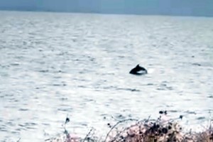 Tekirdağ kıyılarında yunuslar görüntülendi