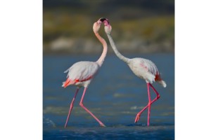 Gökçeada'da flamingoların 'kur' ve 'beslenme' dansı fotoğraflandı