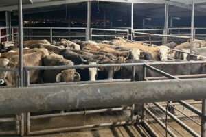 Hayrabolu'da kesim için belgesiz büyükbaş hayvan getiren kişiye ceza