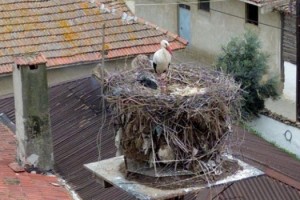 Leylekler Leyla ile Mecnun, Tekirdağ'daki yuvalarına geldi