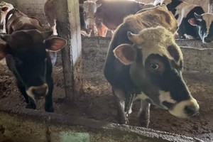 Kırklareli'ye kaçak hayvan getiren kişiye 109 bin lira ceza