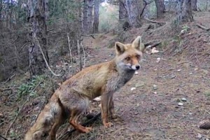 Malkara kurduğu fotokapanlarla 13 yıldır yaban hayatı kayıt altına alıyor