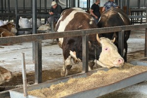 1,2 tonluk boğa, 350 bin liraya alıcı buldu