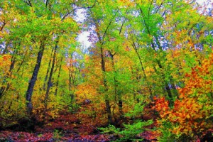 Çanakkale'de ormanlara girişler 1 Haziran'dan itibaren yasaklandı