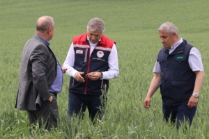 Doludan zarar gören tarlalarda hasar tespiti yapıldı