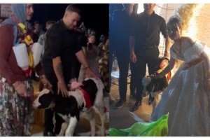 Düğünde gelin ve damada takı yerine at ve buzağı hediye edildi