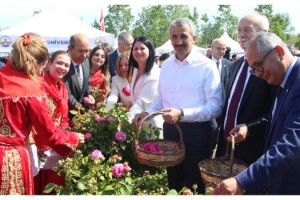 Edirne gülü, törenle hasat edildi