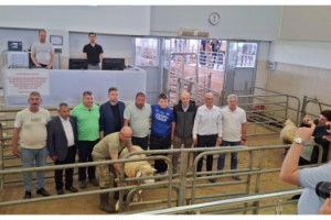 Edirne'de ilk kez 'Koç ve Teke' mezatı yapıldı