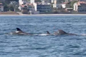 Tekirdağ açıklarında yunuslar görüntülendi