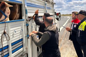 Tekirdağ'a kaçak hayvan getiren besiciye 105 bin lira ceza