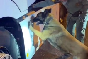 TIR'daki 5,5 kilo uyuşturucuyu 'Viva' buldu