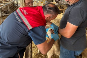 Kurbanlıklar ve satış yerleri denetleniyor