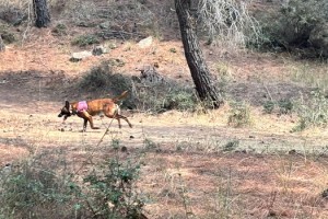 Malkara'da kayıp yaşlı kadını arama çalışmalarına özel eğitimli köpekler de katıldı