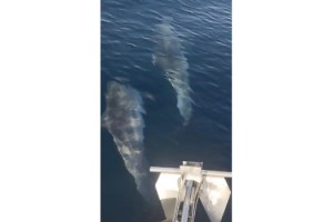 Tekirdağ'da yunuslar tekneye eşlik etti