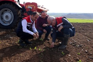 Buğdayda kuraklığa karşı en ideal ekim metodu belirlenecek