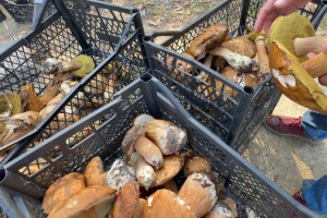 Kuraklık nedeniyle Istranca Ormanları’nda mantar popülasyonu azaldı, kilosu 500 TL’ye çıktı