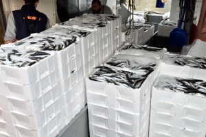 Marmara'da lodos dindi; Tekirdağlı balıkçılar, 600 kasa balık avladı