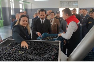 Tekirdağ’da zeytin hasat etkinliği düzenlendi