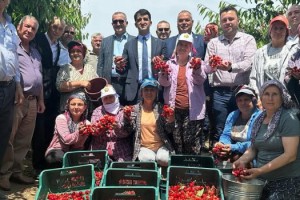 Edirne’den Avrupa’ya ihraç edilen ‘Çeribaşı kirazı’ coğrafi işaret tescili aldı