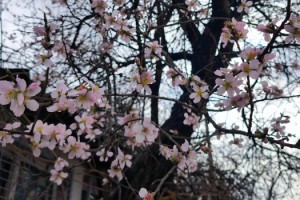 Edirne'de meyve ağaçları, şubat ayında çiçek açtı