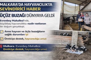 Malkara’da Hayvancılıkta Sevindirici Gelişme: Üçüz Buzağı Dünyaya Geldi