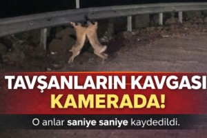 Tavşanların kavgası kamerada