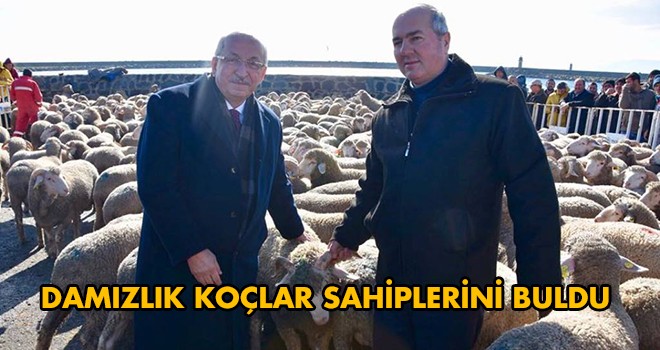 Üreticilere Damızlık Koç Dağıtımı Yapıldı