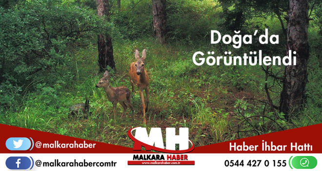 Karacalar Doğada Görüntülendi