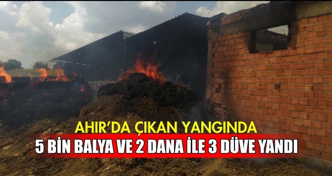 Ahır Yandı 5 Hayvan Telef Oldu