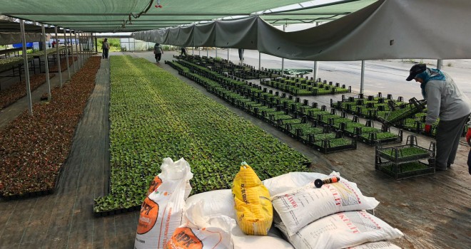 Çiftçinin Yüzünü Güldürecek Projede Üretim Başladı