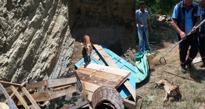 Çukura Düşen Köpeği Belediye Ekipleri Kurtardı