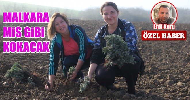 Malkara’ya Lavanta Bahçesi Kuruluyor