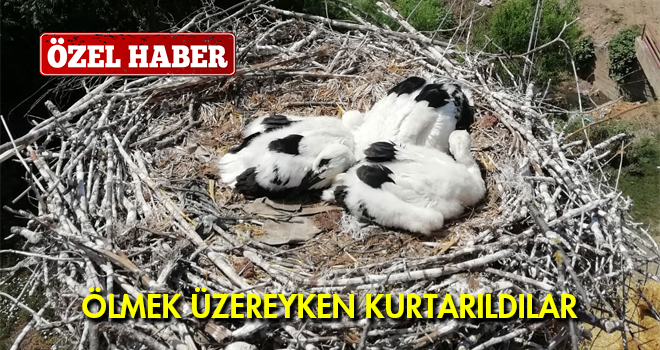 Yavru Leylekler Ölmek Üzereyken Kurtarıldı