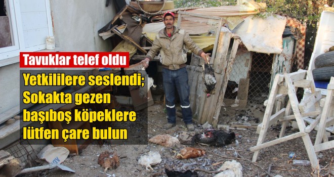 Başıboş Köpekler Tavukları Telef Ettiler