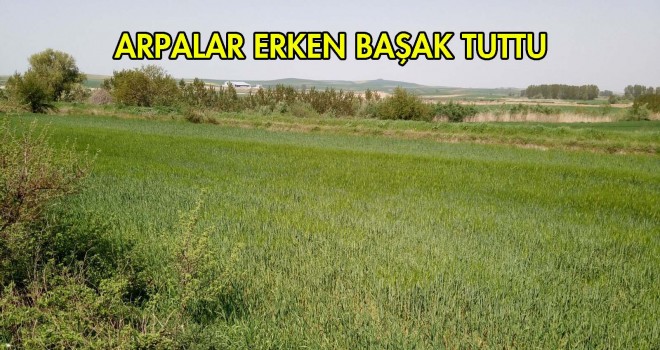 YAĞMURLAR BEREKET GETİRDİ
