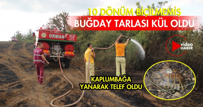 Buğday Tarlası Kül Oldu