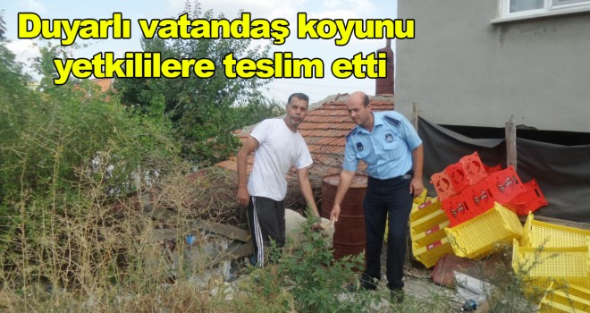 Küçükbaş Hayvan Sahibine Teslim Edildi