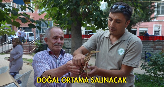 Malkara’da Nesli Tükenmekte Olan Balaban Kuşu Bulundu