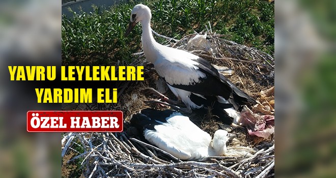Tredaş’tan Yavru Leyleklere Yardım Eli
