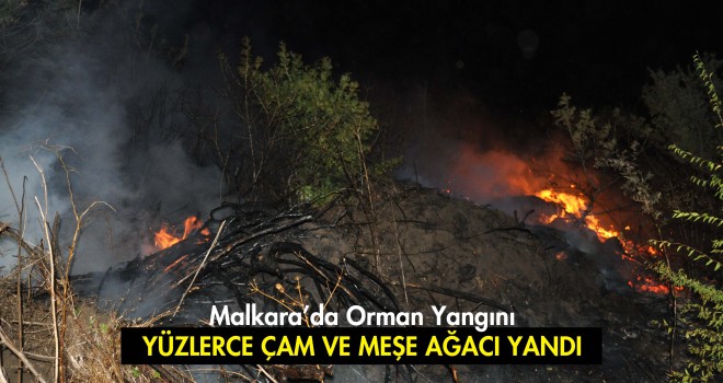 Yüzlerce Çam ve Meşe Ağacı Kül Oldu