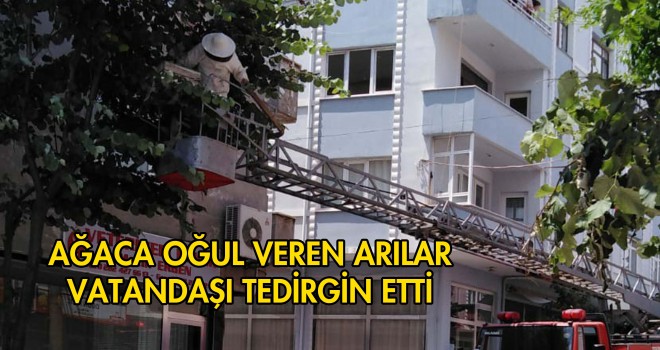 Ağaca Oğul Veren Arılar Vatandaşı Tedirgin Etti