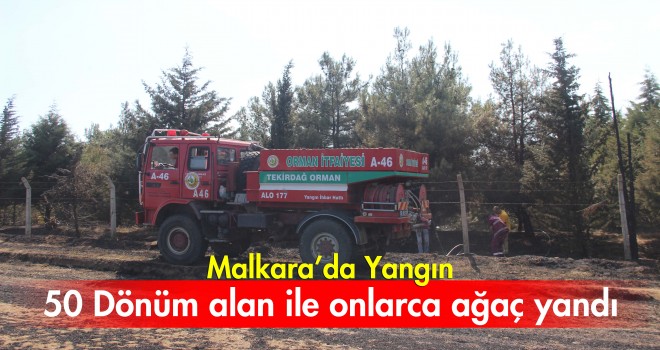 50 Dönüm Tarla ile Onlarca Ağaç Yandı