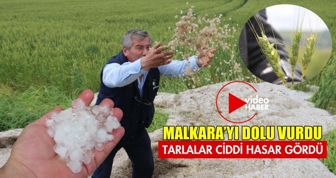 Dolu Yağışı Tarlaları Vurdu