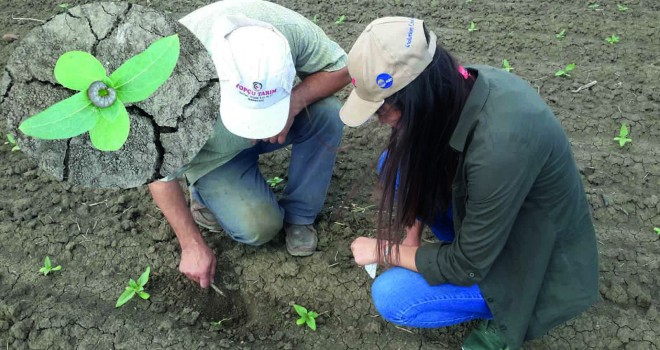 Ayçiçeklerinde “Bozkurt” Zararlısı