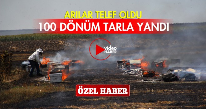 100 Dönüm Tarla ile Arılar Yandı