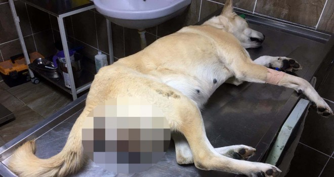 Kanserli Dostumuz Yeniden Doğdu