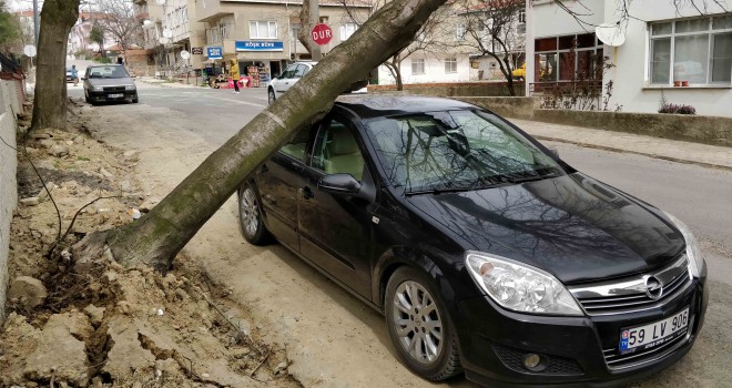Otomobilin Üzerine Ağaç Devrildi