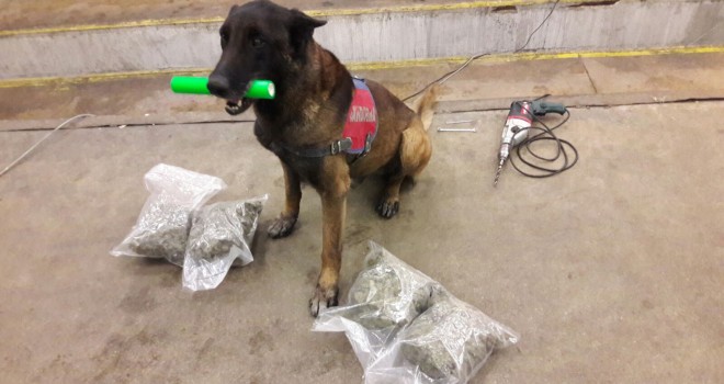 Jandarma Narkotik Köpekleri Uyuşturucuya Geçit Vermedi