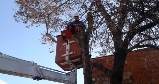 Ağaç budama çalışmaları 15 Mart’ta sona eriyor